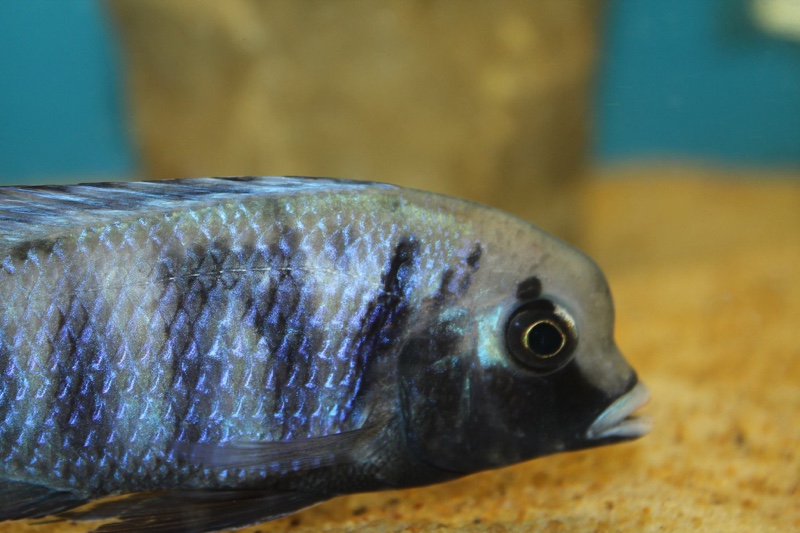 Cyrtocara moorii 'Masinje'